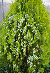 Thuja im Garten