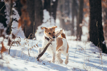 Happy fox terrier in the snow. Fun with a dog in the mountains. Hiking with a dog.
