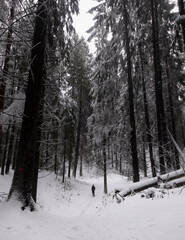 little man in the winter northern forest among the huge trees