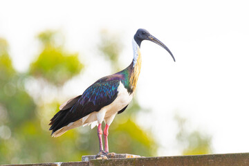 Australian Ibis