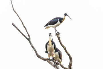 Australian Ibis