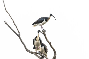 Australian Ibis