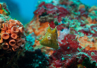 Yellow longhorn cowfish pufferfish close up Seychelles Indian ocean