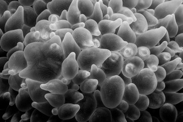 Bubble tip anemone close up Seychelles Indian ocean monochrome