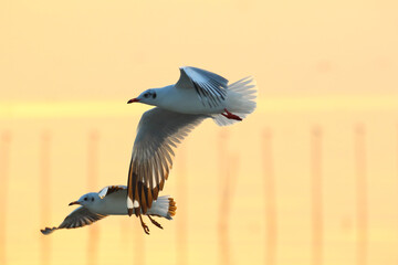 Seagulls flying on the sea at sunset.