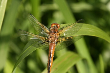 Closeup dragonfly on a green plant 