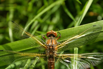 Closeup dragonfly on a green plant 