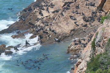 Robberg Nature Reserve mit einer Kolonie  Südafrikanischer Seebären (Arctocephalus pusillus). Bei Plettenberg Bay, Südafrika.