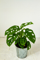 Monstera Monkey Mask. Plant in metal pot. White background.