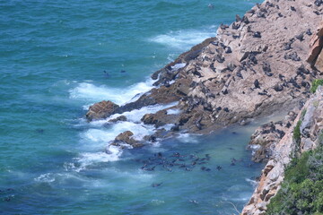 Robberg Nature Reserve mit einer Kolonie  Südafrikanischer Seebären (Arctocephalus pusillus). Bei Plettenberg Bay, Südafrika.