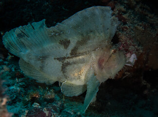 Leaf fish white Seychelles Indian ocean