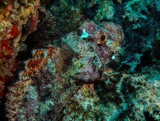 Fototapeta na wymiar Scorpionfish close up Seychelles Indian ocean