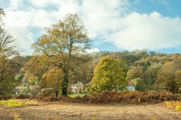Fototapeta premium Autumn trees in the Malverns.