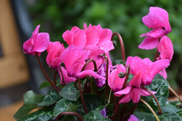 Pink flowers photographed in the monasteries of Meteora, in Greece
