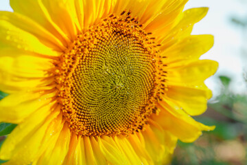 Sunflower inflorescence with bright yellow petals on sunny summer day