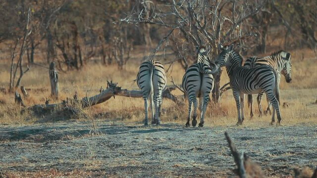 Zebras en Africa