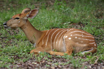 nyala in the grass