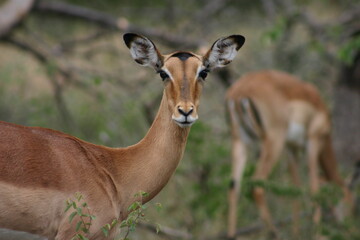 impala antelope in kruger park