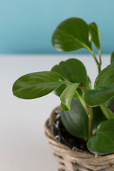 green house plant on blue background. Ornamental garden in the apartment. Green house
