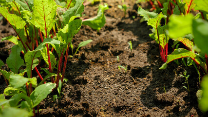 Macro photo of organic vegetables growing in straight rows on garden bed at orchard or backyard garden. Concept of healthy nutrition and small business gardening