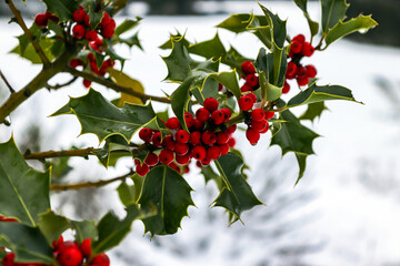 Rote Beeren der Stechpalme in einer Winterlandschaft