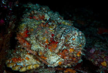 Fototapeta na wymiar Stonefish close up Praslin Seychelles Indian ocean 