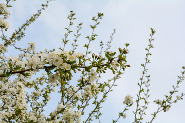 Cherry flowering branch