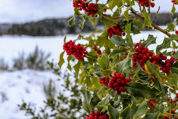 Rote Beeren der Stechpalme in einer Winterlandschaft