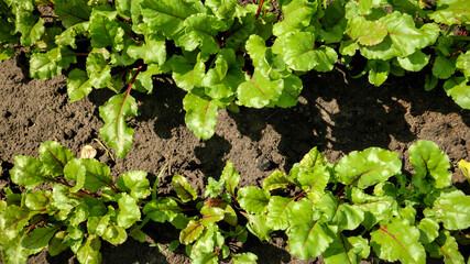 Aerial photo of organic vegetables growing on farm. Fresh lettuce growing in straight rows on fertilized soil at backyard garden. Concept of healthy nutrition and small business gardening
