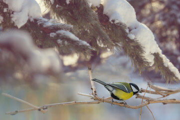 Titmouse