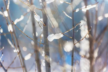 Foto op Plexiglas Winter background © Galyna Andrushko
