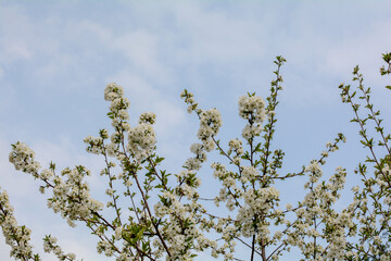 A cherry flowering tree