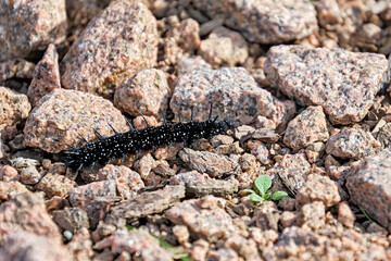 Raupen des Tagpfauenauge s ( Aglais io ).
