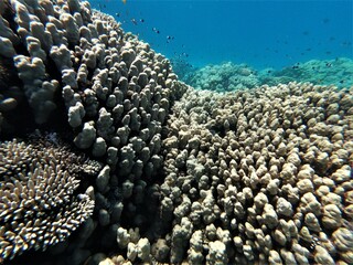 Naklejka na ściany i meble Korallenblock in Hurghada in Ägypten 2019