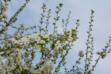 Many blossoming cherry flowering branch