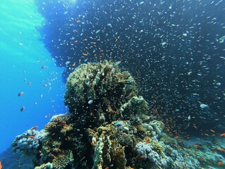 Naklejka na ściany i meble Unterwasserleben im roten Meer in Hurghada Ägypten 