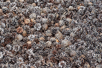 cones in the garden, organic mulch