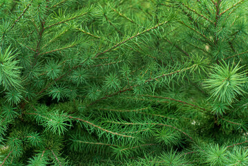 coniferous plants in the garden