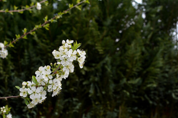 Blossoming cherry flowering branch