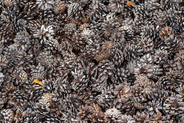 cones in the garden, organic mulch