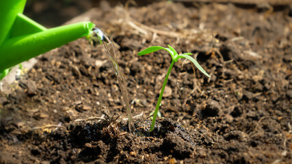 woman gardener watering small green plant sprouts growing in soil on garden bed. Concept of healthy nutrition