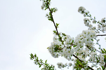 Blossoming cherry flowering branch before  sky