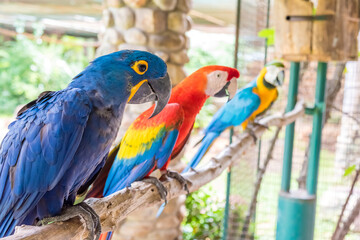 Macro bird sitting on the pal tree trunk, Panama. Wildlife scene from tropical forest. Beautiful parrot on green tree in nature habitat.
