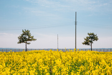 Yellow rape flower field in Seosan, Korea