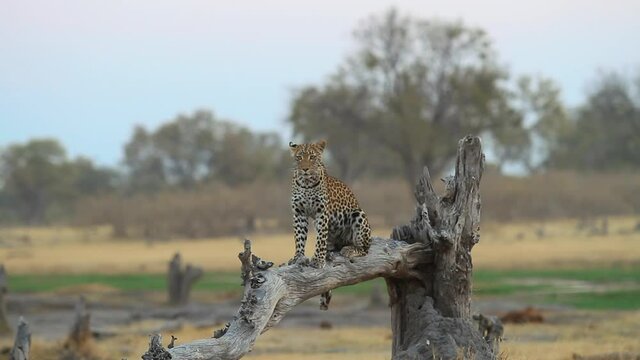 Leopardo en Africa