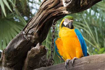 Macro bird sitting on the pal tree trunk, Panama. Wildlife scene from tropical forest. Beautiful parrot on green tree in nature habitat.
