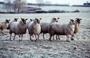 A flock of swaledale sheep in a frosty field in winter