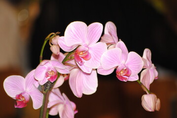 Phalaenopsis spp.

