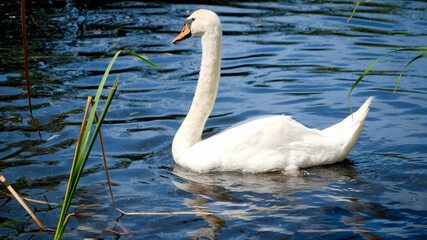 Beautiful white swan swimming in lake with clear water