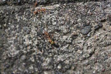 weaver ants carry green caterpillars